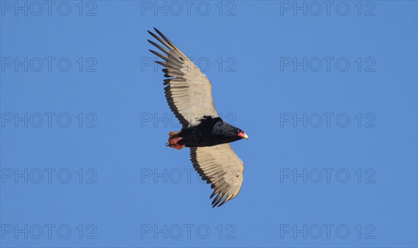 Bateleur (Terathopius ecaudatus), adult, in flight against a blue sky, Etosha National Park, Namibia, Africa