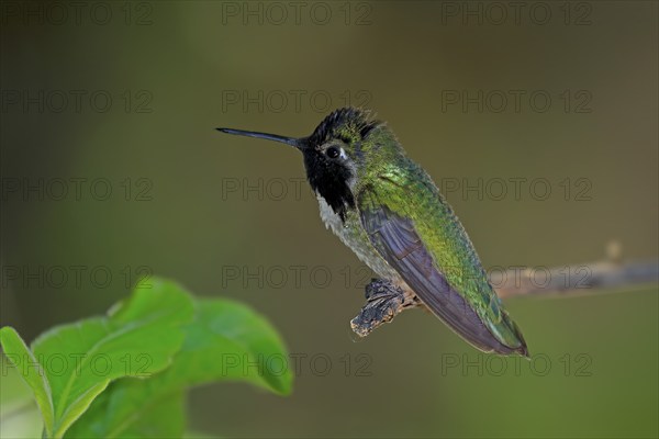 Costacolibri, (Calypte costae), adult, male, in perch, Sonora Desert, Arizona, North America, USA, North America
