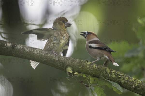 Hawfinch (Coccothraustes coccothraustes), adult bird feeding young, Emsland, Lower Saxony, Germany, Europe