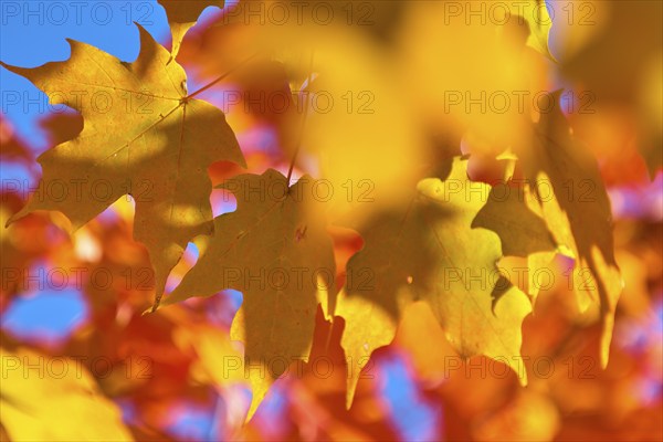 Maple (Acer), in front of a bright blue sky in autumn, New Hampshire, New England, USA, North America