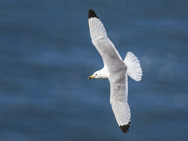 Black-legged Kittiwake, Rissa tridactyla, bird in flight over sea, Bempton Cliffs, North Yorkshire, England, United Kingdom, Europe