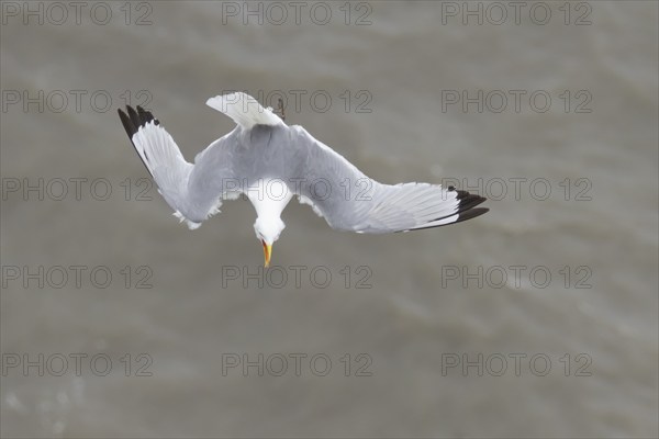 Kittiwake (Rissa tridactyla) adult bird calling in flight over the sea in the summer, Yorkshire, England, United Kingdom, Europe