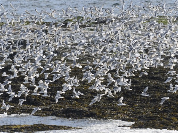 Black-legged kittiwake (Rissa tridactyla), flock flying off from coastal rocks of Arctic Ocean, beside breeding colony, May, Varanger Fjord, Norway, Europe