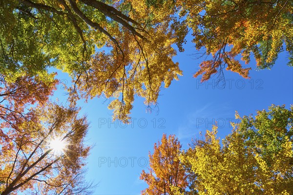 View up Trees with colourful autumn leaves under a blue sky with bright sun, autumn, White Mountain, New Hampshire, New England, USA, North America