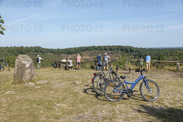 Juniper (Juniperus communis), people, bicycles, viewpoint, Totengrund near Wilsede, Bispingen, Lüneburg Heath, Lower Saxony, Germany, Europe