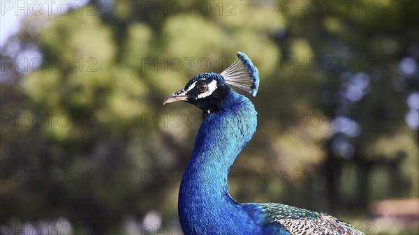 Close-up of an Indian peafowl (pavo) with green in the background, Filerimos, hill not far from Rhodes Town, Ancient State of Ialyssos, Rhodes, Dodecanese, Greek Islands, Greece, Europe