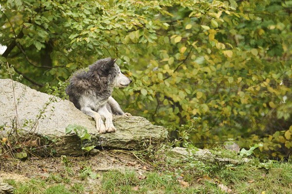 Eastern wolf (Canis lupus lycaon) lying on a little hill, Bavaria, Germany, Europe