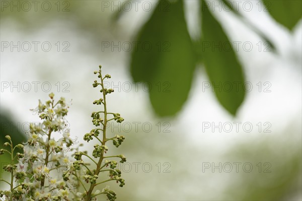 Chestnut (Castanea) Blossom on the left in the picture sharp, in the background blurred green chestnut leaf, background light, Dortmund, Germany, Europe