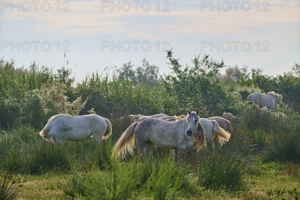 A herd of white Camargue horses grazing peacefully in a green pasture on a summer's day, Camargue, France, Europe