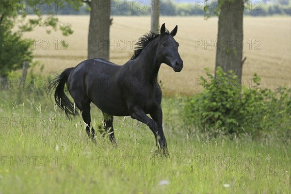 Westphalian Warmblood, Westphalian