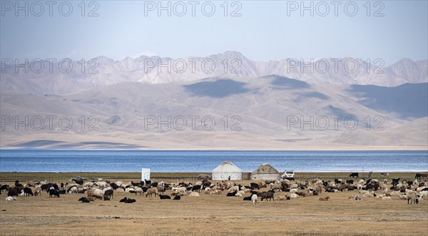 Yurts with sheep in the highlands, Song Kul mountain lake, Naryn region, Kyrgyzstan, Asia