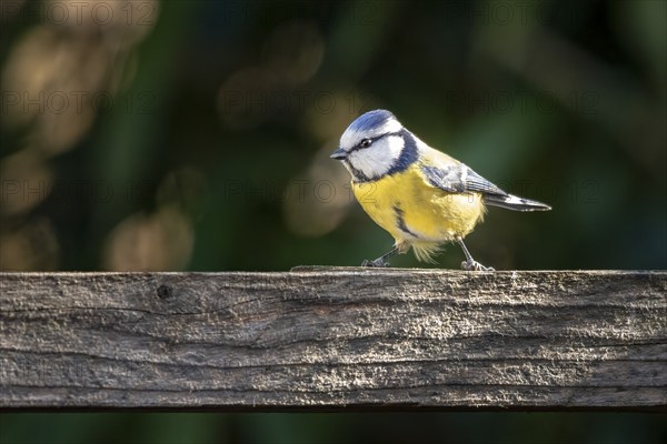A blue tit (Cyanistes caeruleus) on a wooden beam in front of a blurred background, Neunkirchen, Lower Austria, Austria, Europe