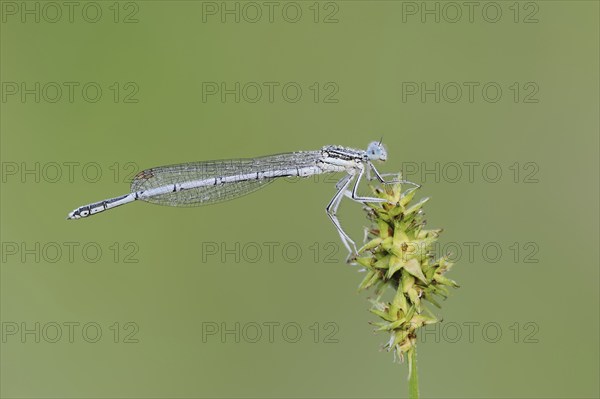 White-legged damselfly (Platycnemis pennipes), male, North Rhine-Westphalia, Germany, Europe