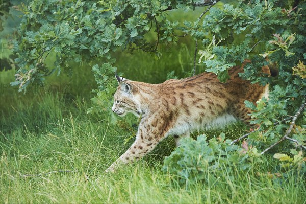 Eurasian lynx (Lynx lynx) walking in the grass under a tree, Wildpark Aurach, Kitzbühl, Tirol, Austria, Europe