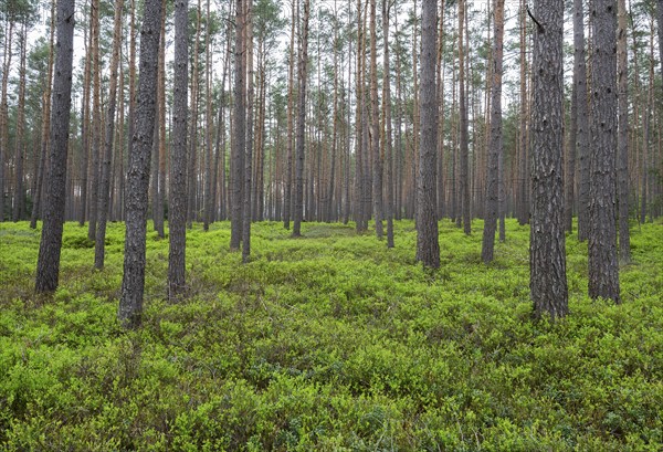 Pine forest, Scots pine (Pinus sylvestris), forest, blueberry bushes, european blueberry (Vaccinium myrtillus), Lower Saxony, Germany, Europe