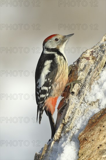 Middle spotted woodpecker (Dendrocopos medius), looking for food on snow-covered dead wood, Wilnsdorf, North Rhine-Westphalia, Germany, Europe