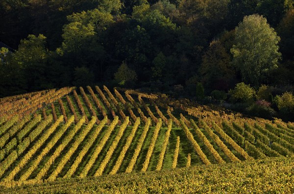 Vineyard, vines, grapevines, viticulture, graphic, autumn colouring, autumn, Kappelberg, Fellbach, Waiblingen, Baden-Württemberg, Germany, Europe