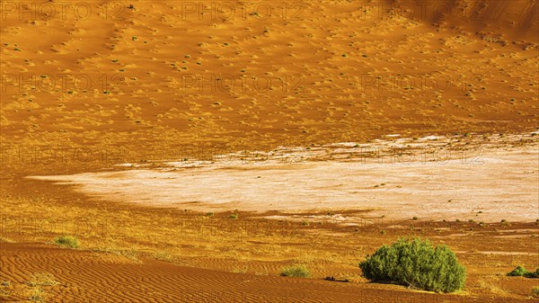 Sand structures shaped by the wind, with green vegetation in front, in the Rub al Khali desert, Dhofar province, Arabian Peninsula, Sultanate of Oman
