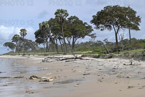 Petit Loango beach, Loango National Park, Parc National de Loango, Ogooué-Maritime Province, Gabon, Africa