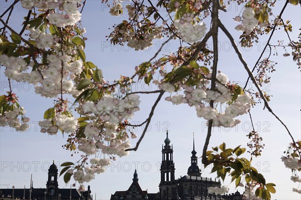 Dresden in spring, blossom of the ornamental cherry, view to the Hofkirche and the castle, Saxony, Germany, Europe