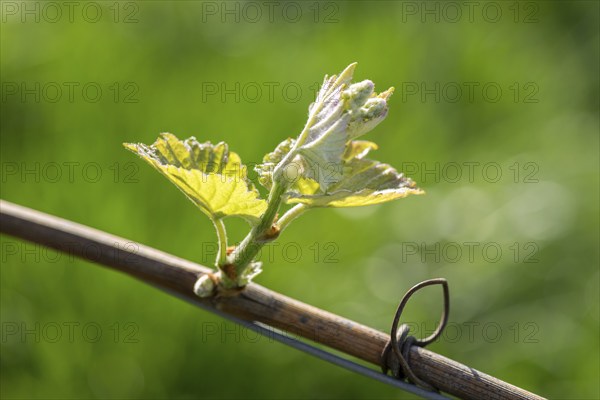 Young leaves of a grapevine in spring, viticulture, budding, shoots, vines, Baden-Württemberg, Germany, Europe
