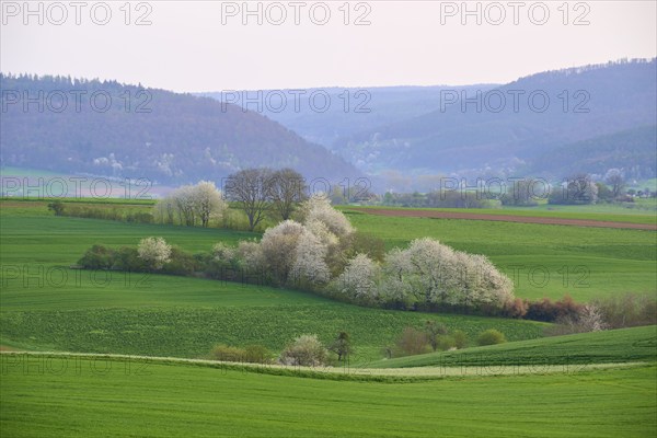 Spring landscape with green fields, hills and blossoming trees in the foreground, Mönchberg, Miltenberg, Spessart, Bavaria, Germany, Europe