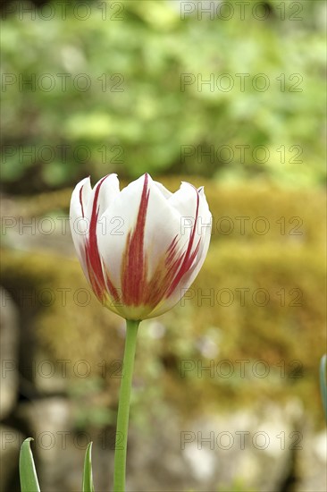 Tulip (Tulipa), flower red-white colour in a flower bed Wilnsdorf, North Rhine-Westphalia, Germany, Europe