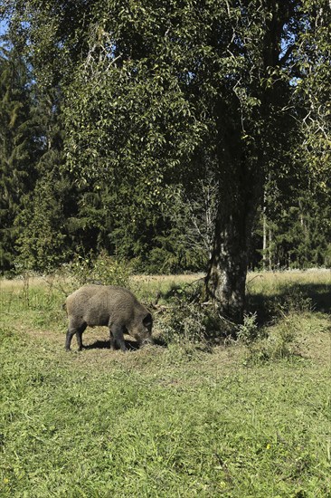 Wild boar (Sus scrofa) boar under pear tree in orchard, Allgäu, Bavaria, Germany, Allgäu, Bavaria, Germany, Europe