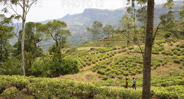 Tea plantation in Ramboda, Nuwara Eliya, Central Province, Sri Lanka, Asia