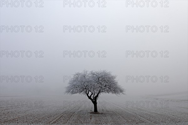 Deciduous tree with hoarfrost, Baden-Württemberg, Germany, Europe