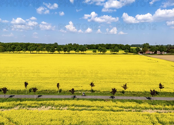 The avenue cycle path between Xanten and Marienbaum, Kalkar, on the Lower Rhine, former railway line, now part of a cycle path network, spring, rape field in bloom, Xanten, North Rhine-Westphalia, Germany, Europe