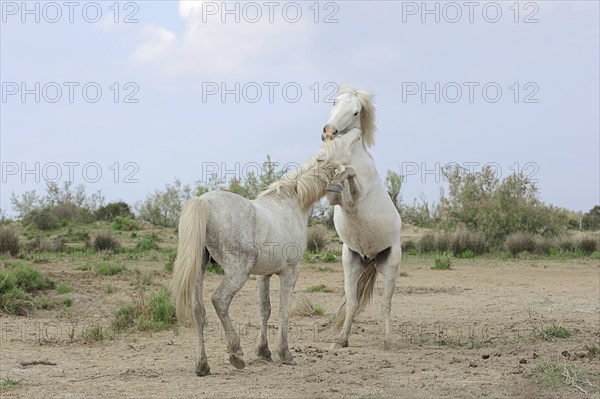 Camargue stallion, fighting stallions, Camargue, Provence, South of France