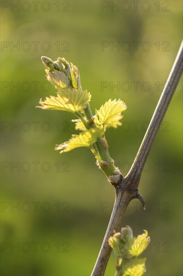Young leaves of a grapevine in spring, viticulture, budding, shoots, vines, Baden-Württemberg, Germany, Europe