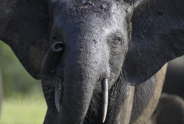 African forest elephant (Loxodonta cyclotis) in Loango National Park, Parc National de Loango, portrait, Ogooué-Maritime Province, Gabon, Africa