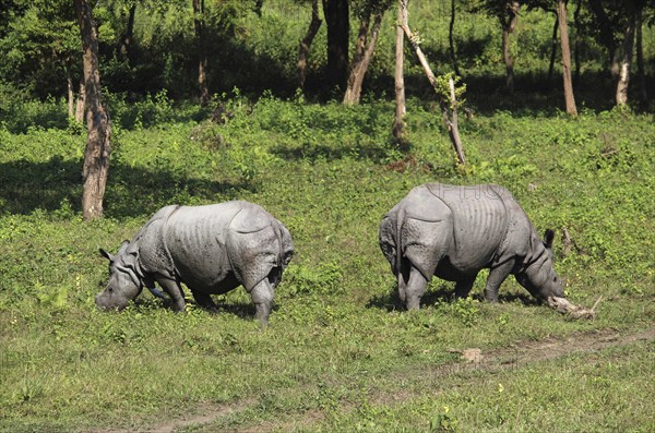 One horned or single horned rhinoceroses grazing at Kaziranga wildlife sanctuary in Assam, India, Asia