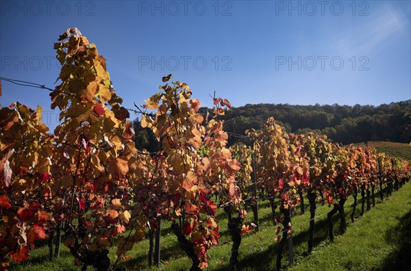 Vineyard, vines, vineyards, viticulture, autumn colouring, autumn, Kappelberg, Fellbach, Waiblingen, Baden-Württemberg, Germany, Europe