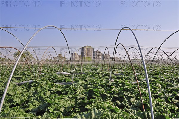 Vegetable growing, behind it the high-rise apartment blocks KölnBerg, a socially deprived neighbourhood in the Meschenich district of Cologne, North Rhine-Westphalia, Germany, Europe