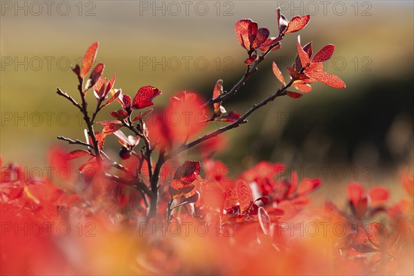 Reddish discoloured leaves on a shrub, bilberry or blueberry (Vaccinium myrtillus), autumn, Iceland, Europe