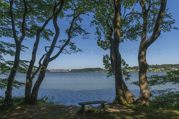 Svendborg, Thurø Island, forest, recreation area, bench, viewSvendborg on the horizon, Funen, Baltic Sea island, Denmark, Europe