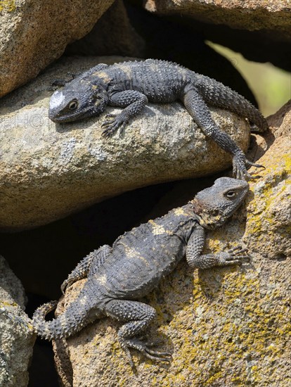Hardun, stellion (Laudakia stellio), lizard, family of agamas, two animals, Lesbos, island of Lesbos, Greece, Europe