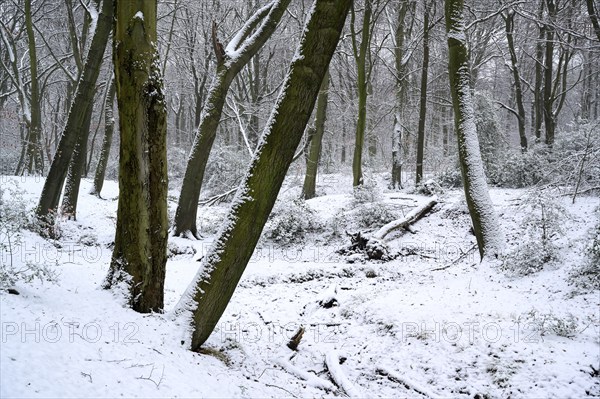Beech forest in winter, with freshly fallen snow, Bottrop, Ruhr area, North Rhine-Westphalia, Germany, Europe