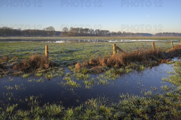 Flooded wet meadow, in winter, NSG Dingdener Heide, North Rhine-Westphalia, Germany, Europe