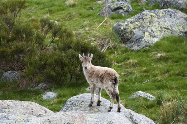 A young ibex stands on a rock in the middle of a green, hilly landscape, Gredos ibex (Capra pyrenaica victoriae), spanish ibex (Capra pyrenaica), Iberian ibex, Reserva national de Gredos, Sierra de Gredos, Ávila, Avila, Madrid, Spain, Europe