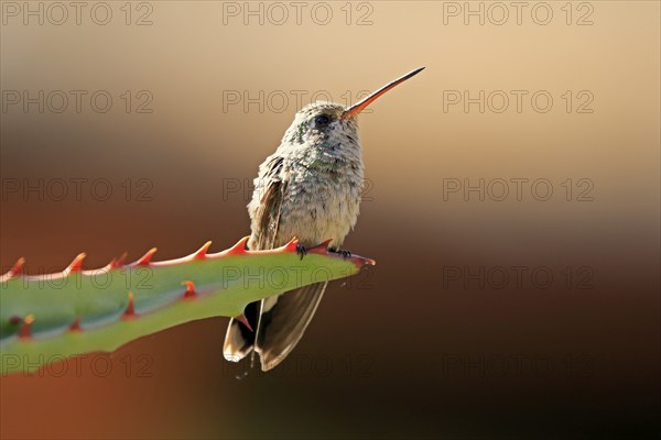 Broad-billed hummingbird (Cynanthus latirostris), adult, female, in perch, Sonoran Desert, Arizona, North America, USA, North America