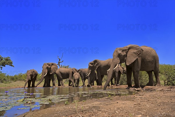African elephant (Loxodonta africana), adult, juvenile, group, herd, at the water, drinking, Kruger National Park, Kruger National Park, South Africa, Africa