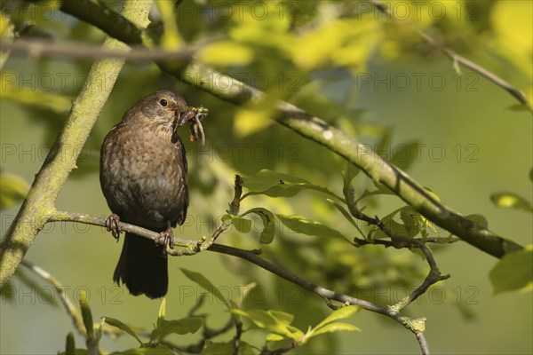 European blackbird (Turdus merula) adult female bird with a beak full of food in its beak perched on a tree branch, England, United Kingdom, Europe