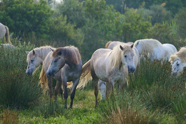 A herd of white Camargue horses grazing peacefully in a green pasture on a summer's day, Camargue, France, Europe