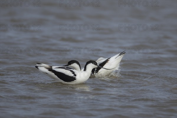 Pied avocet (Recurvirostra avosetta) two adult wading birds in shallow water, England, United Kingdom, Europe