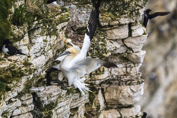 Northern Gannet, Morus bassanus, pair of birds on the cliff, Bempton Cliffs, North Yorkshire, England, United Kingdom, Europe