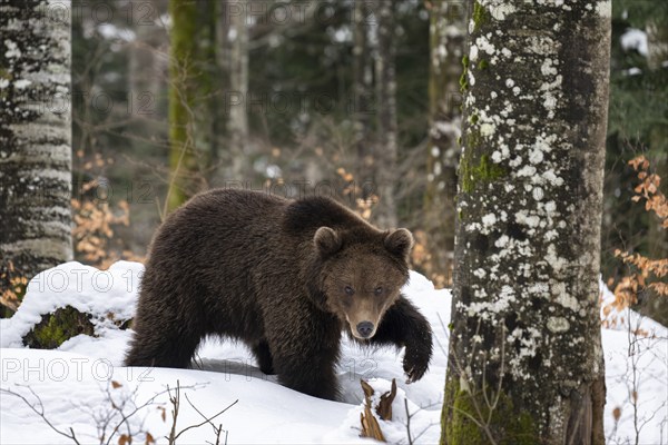 European brown bear (Ursus arctos arctos) in the forest, bear in the snow, winter, Notranjska region, Slovenia, Europe